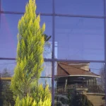 نورگیری طبیعی در ساختمان با استفاده از نمای کرتین وال زرین قاب شهر